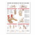 Anatomy And Injuries Of The Foot And Ankle. 20X26 Laminated Chart.